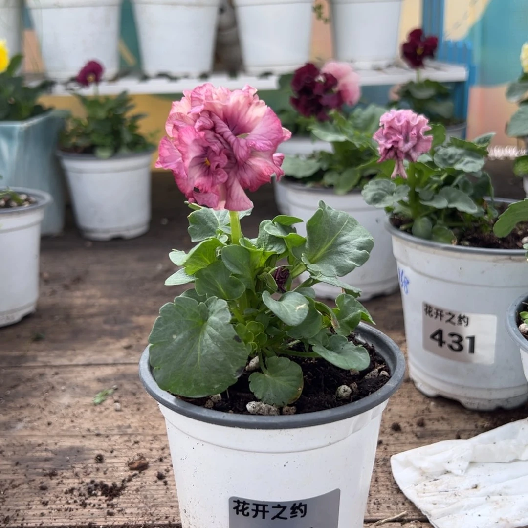 【闪购商品】完全开放517号