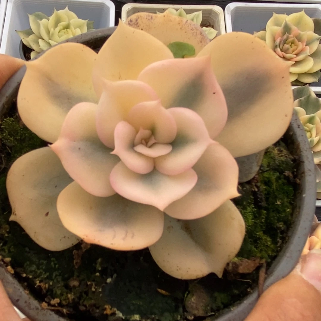 409双子座锦锦锦锦锦锦