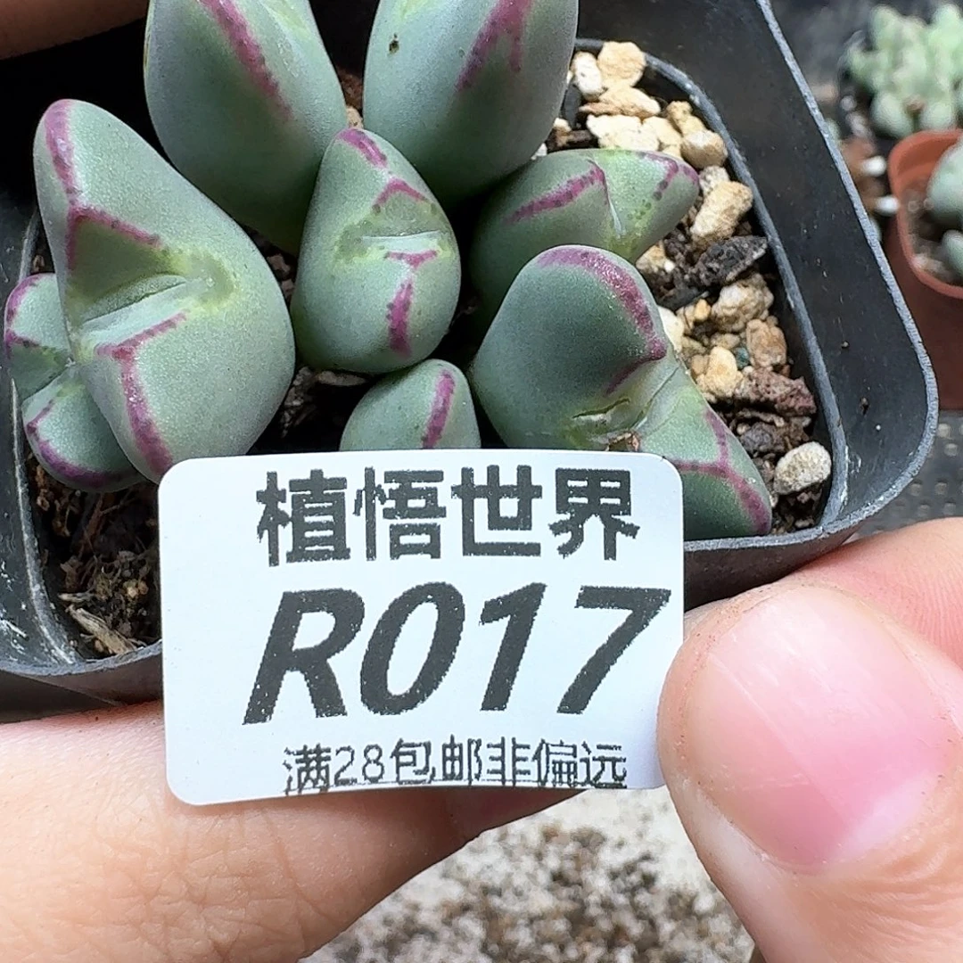 多肉植物的润泽和车