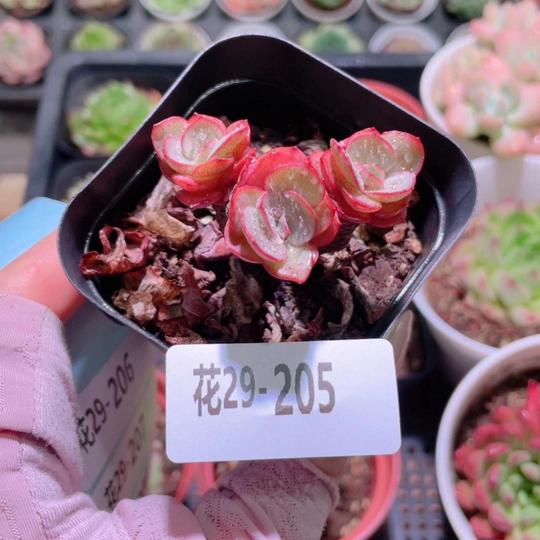 花利美29-205秀妍
