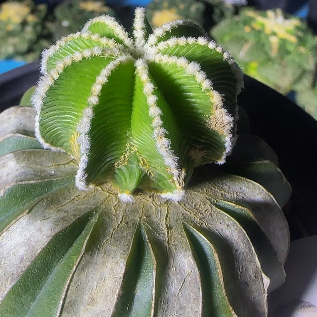 周***伶辛顿花龙825微瑕疵