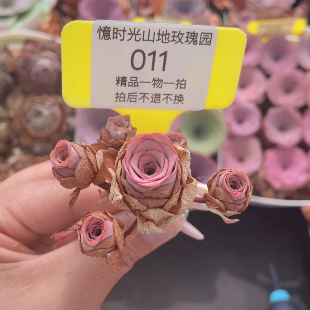 山地玫瑰011满38包邮裸根发货
