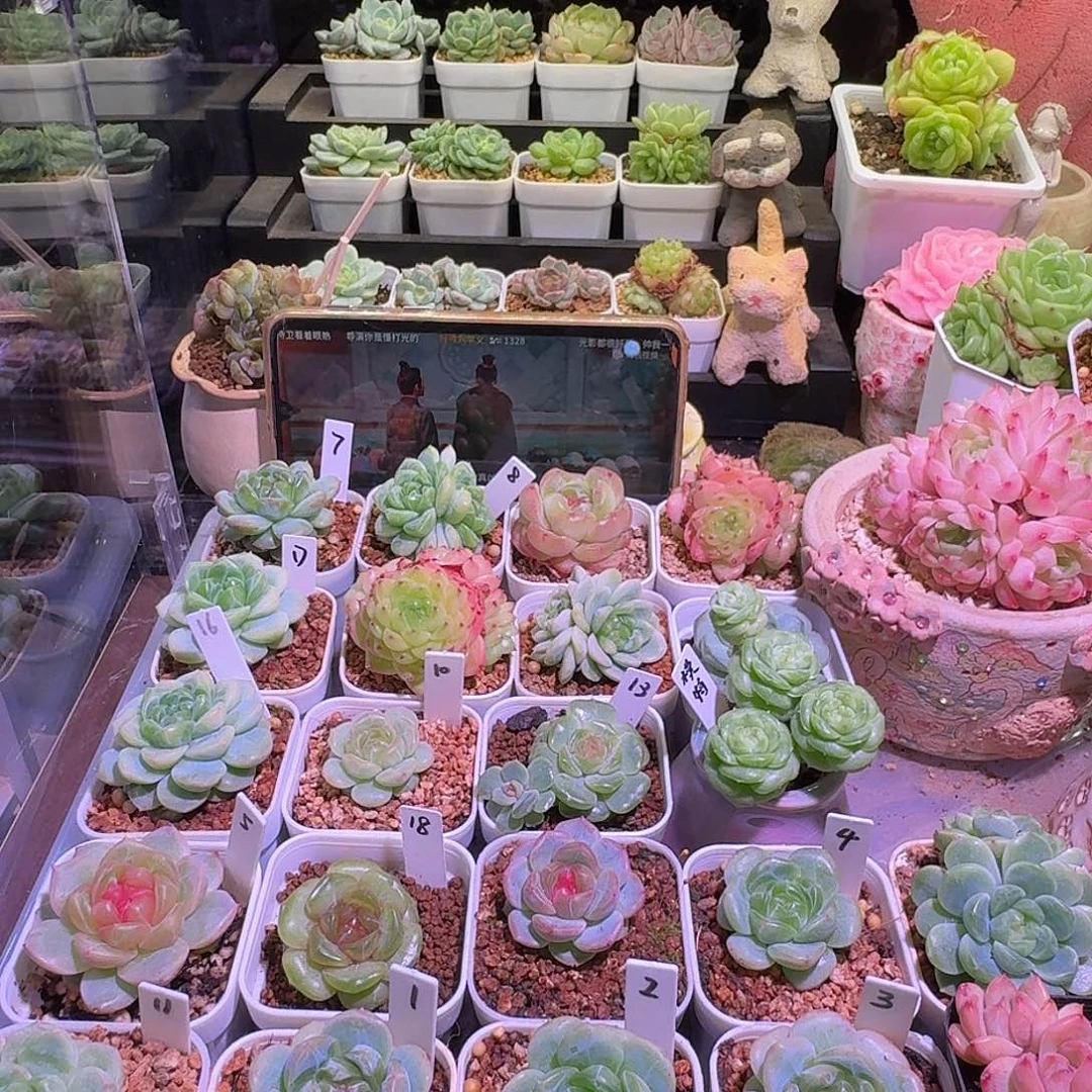 •***周周周专拍哈哈哈哈