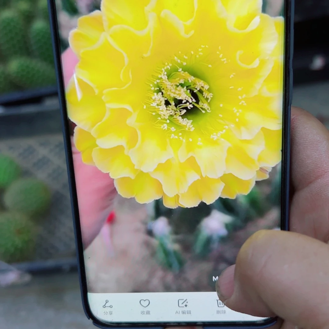 下104彩草精灵歪无根侧芽4公分左右20包邮