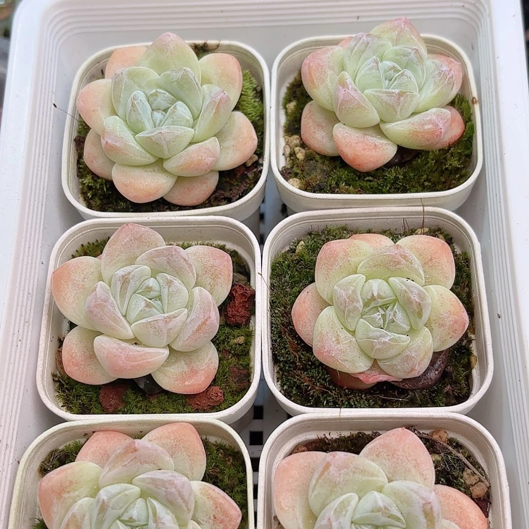如图品质冰玉6颗 新疆西藏内蒙不发货