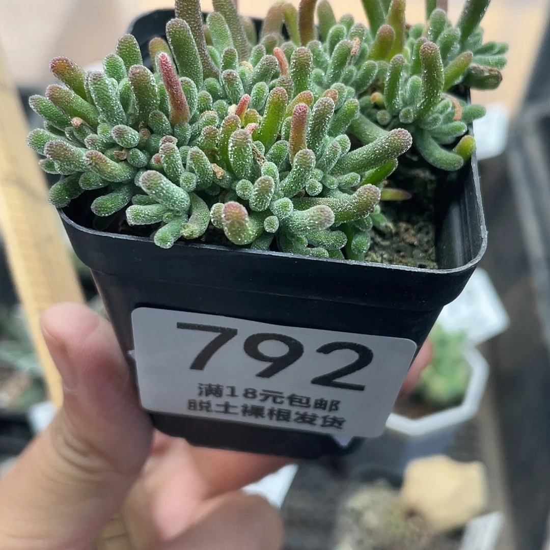 792九尾狐枝干（满18元包邮）