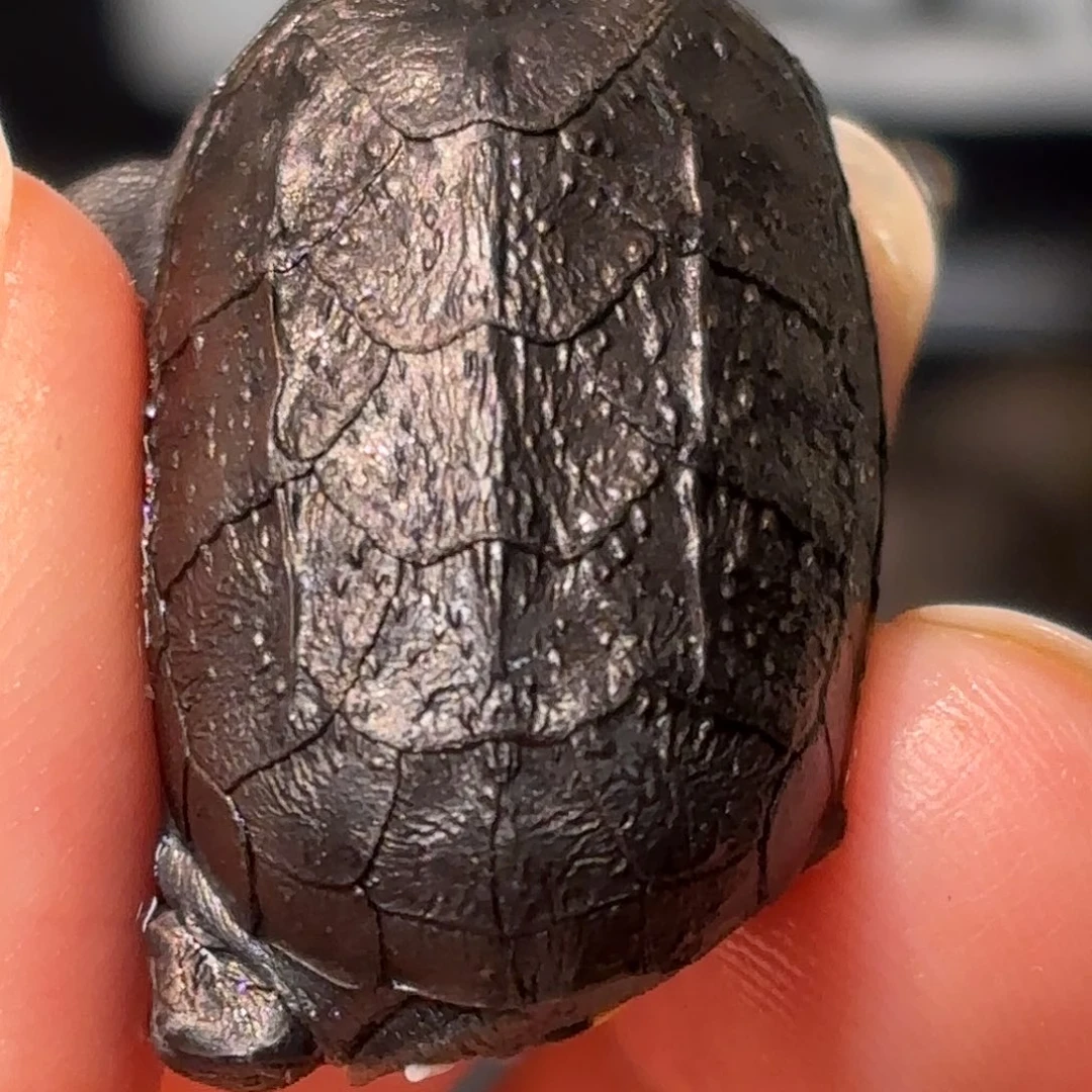 不分公母蛋龟A13歪甲小一代红面