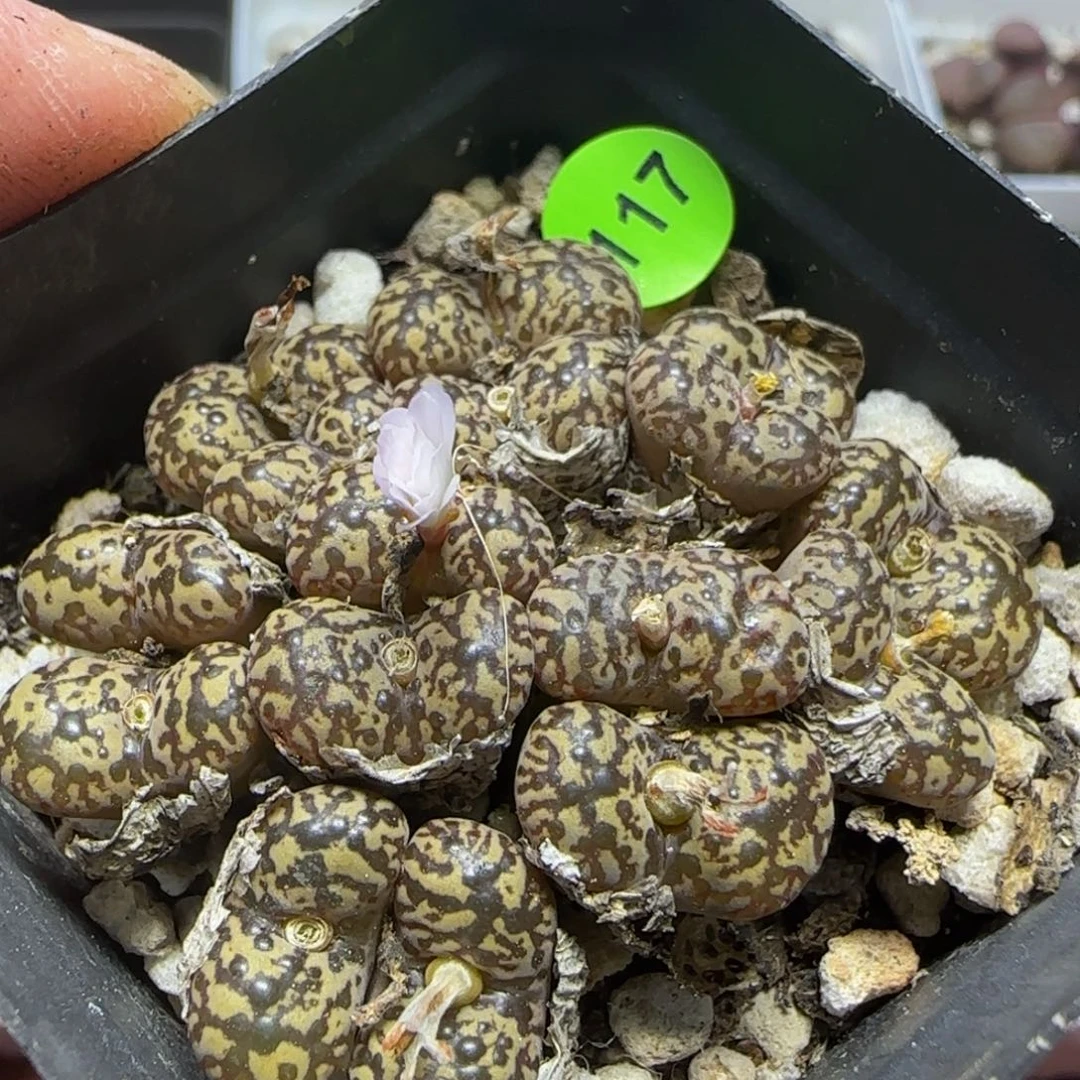 漂漂亮亮多肉植物117