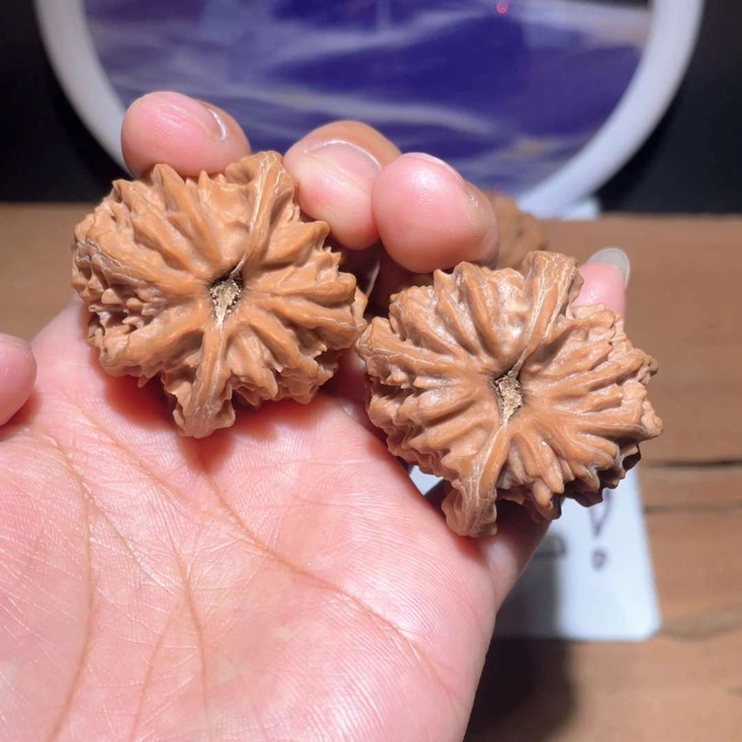 初*之S082 37尺 大龙