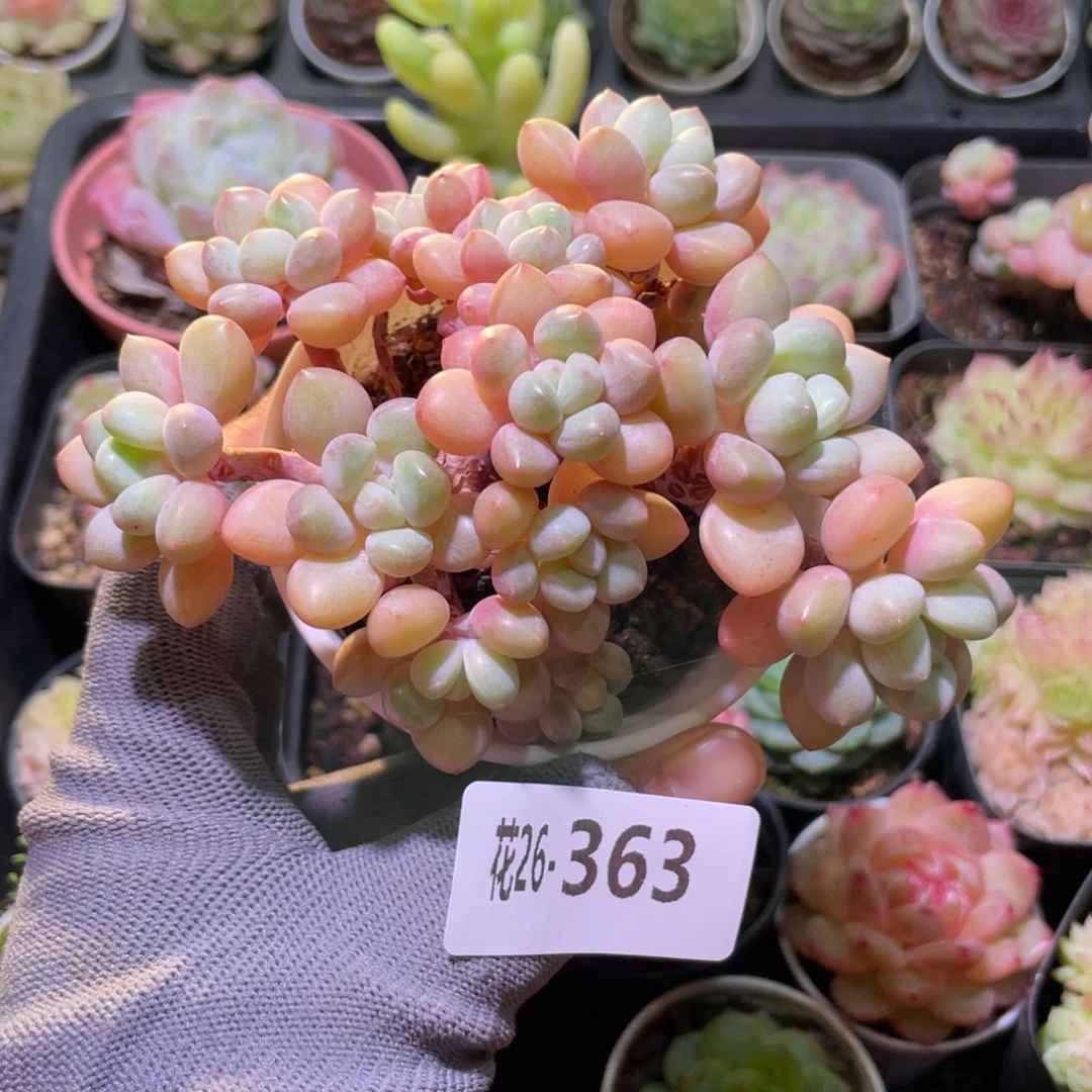 花利美26-363泡泡糖