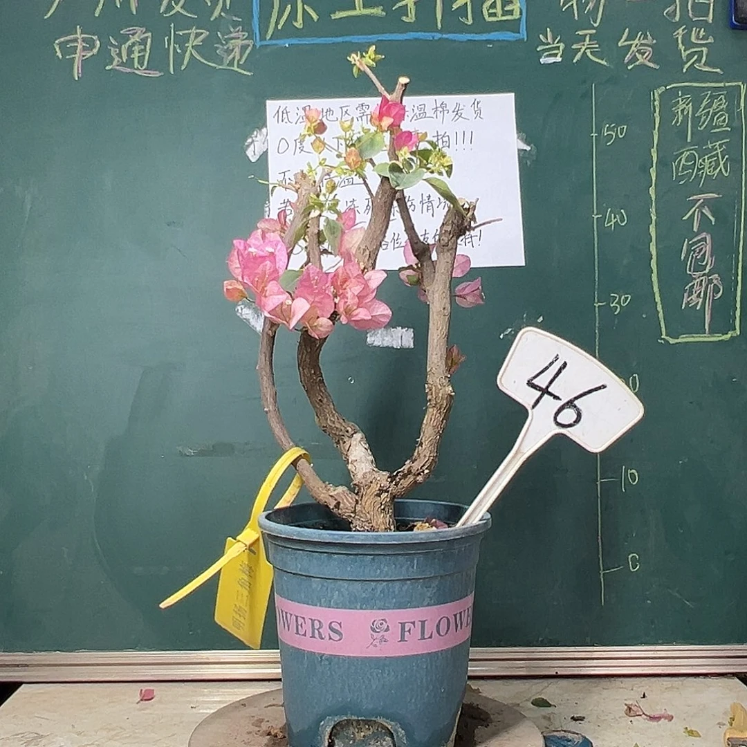 完全开放  福利  绿叶五宝 原生树头有破皮  46