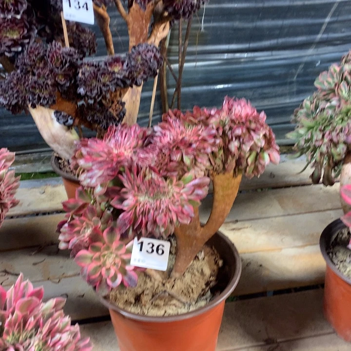 136荔枝缀多肉法师