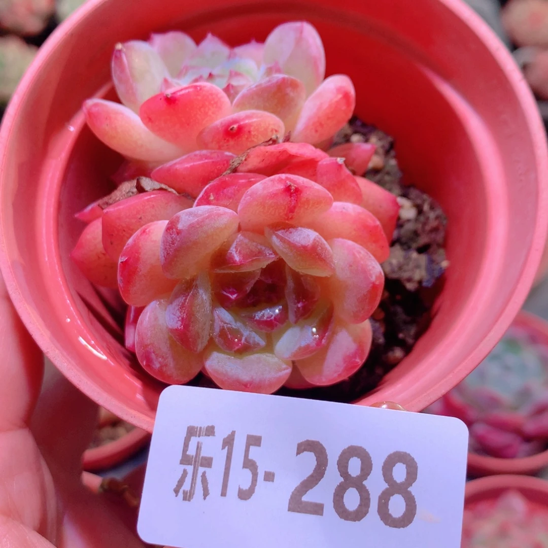 乐然15-288 新品双头
