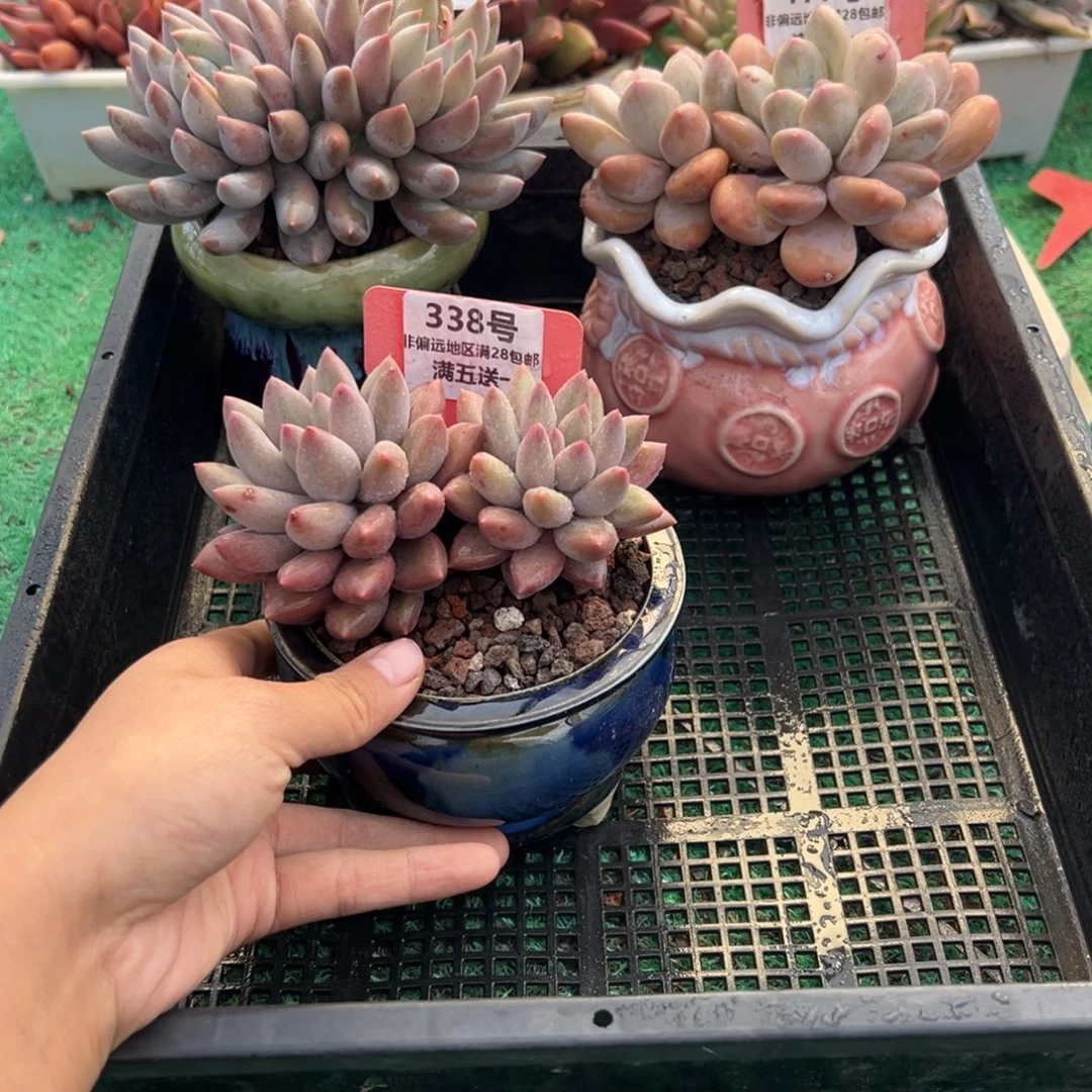 表妹精品多肉植物338.