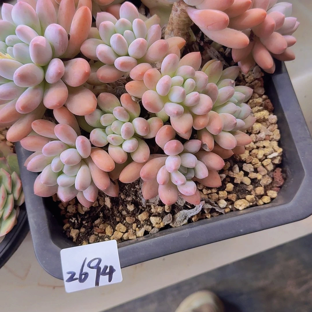 如***约2694所罗门杂多肉