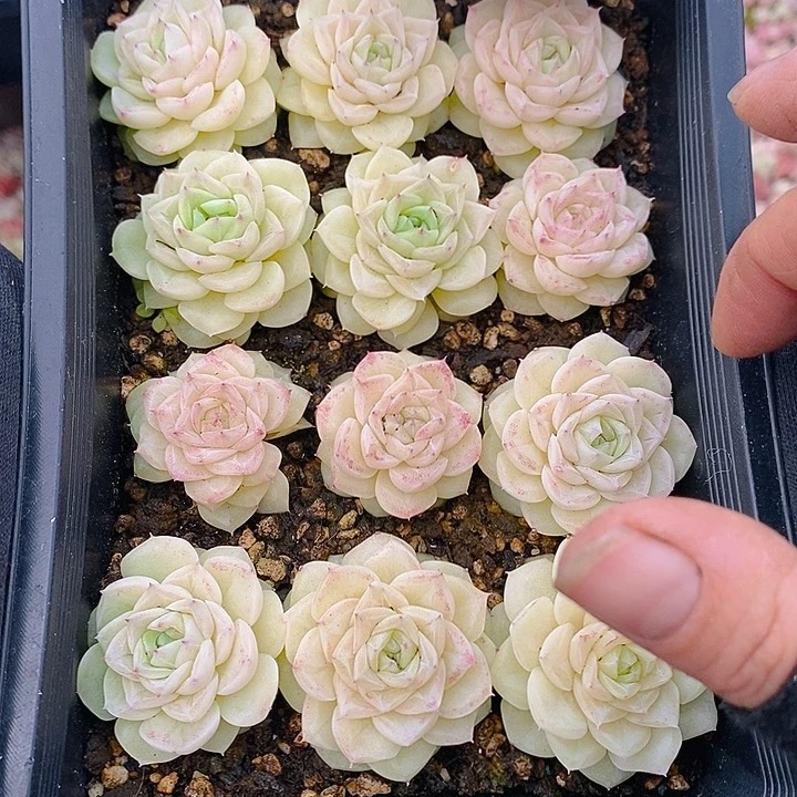 143 多肉植物盆栽花卉植物