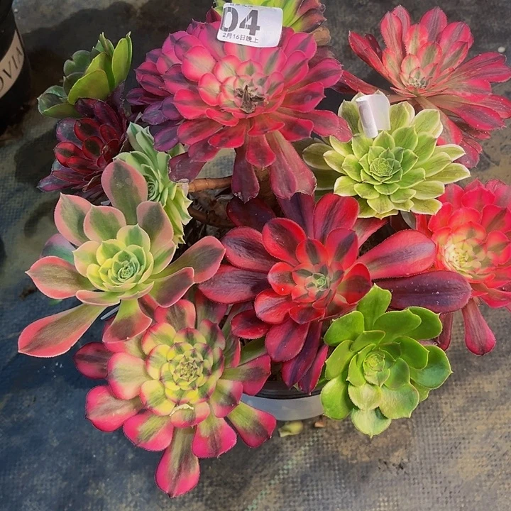 嫁接法师的044445