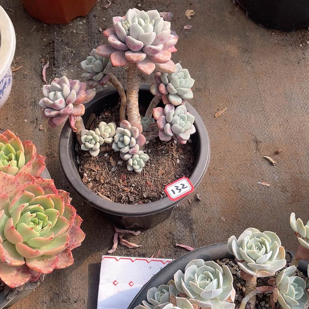 132花瓣露 一物一拍多肉