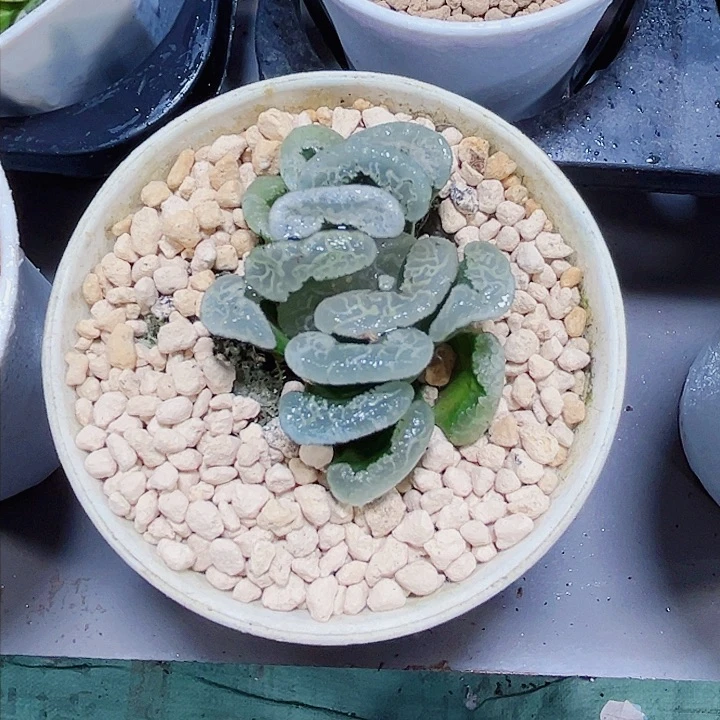 浮躁玉扇多肉植物66666