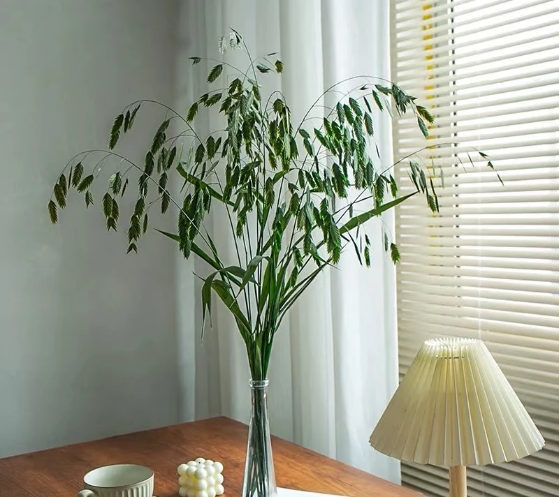 【北美洲小盼草】 氛围感花材 高品质鲜花  云南基地直发