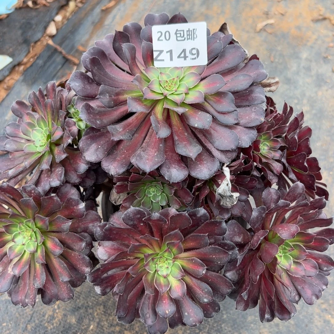 149红铜中斑，满20包邮嘟叮熊