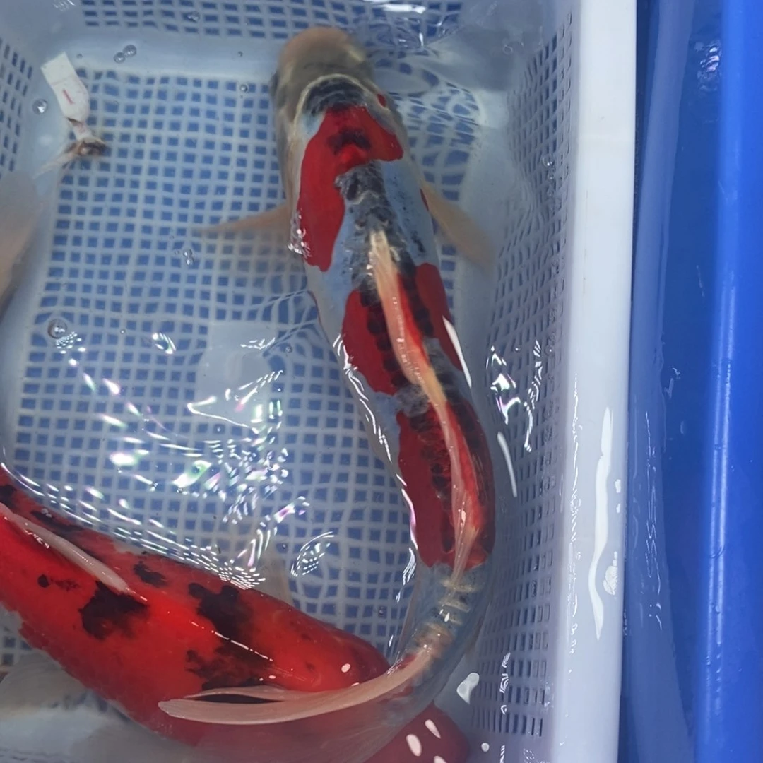 锦鲤冷水锦鲤包邮