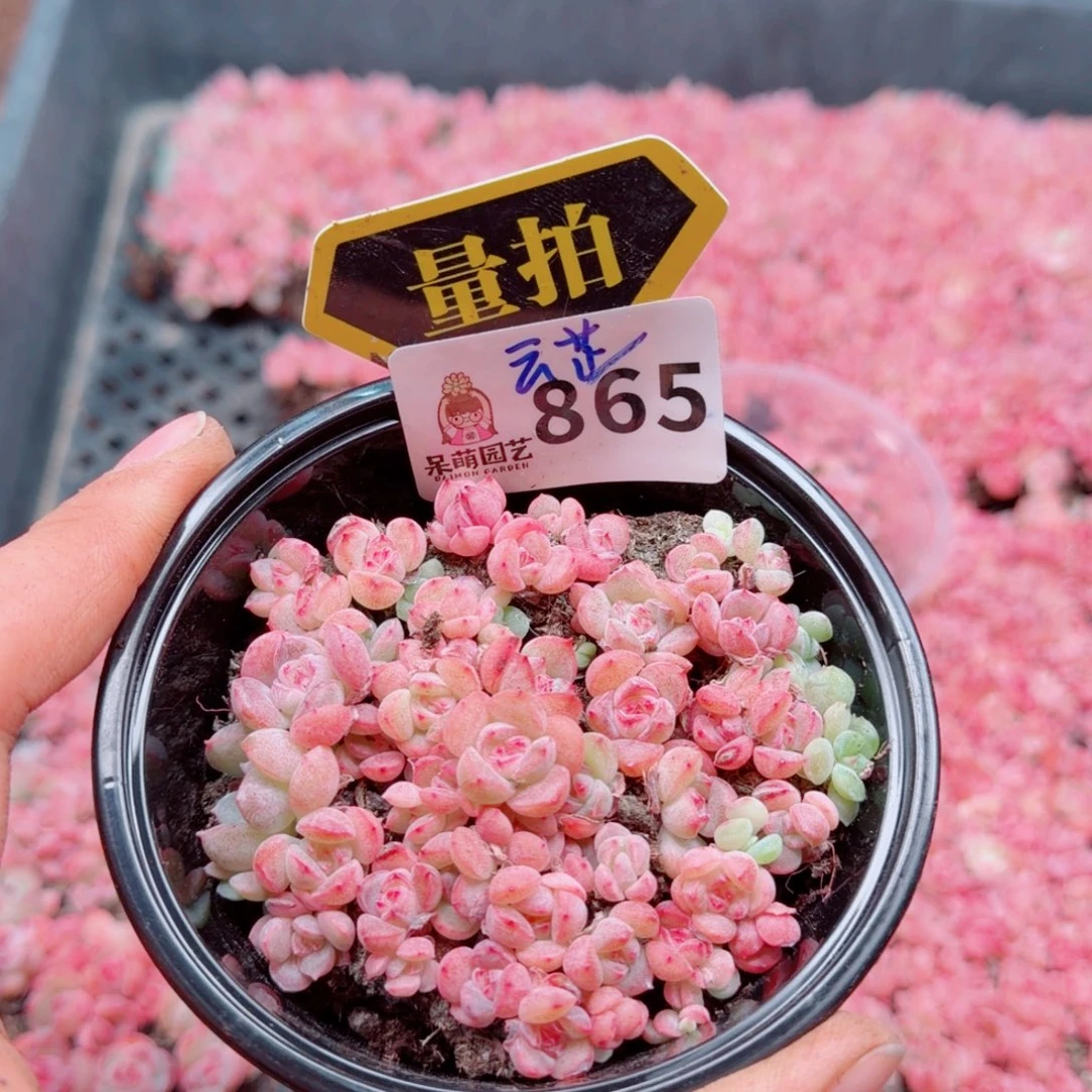 多肉植物多肉植物