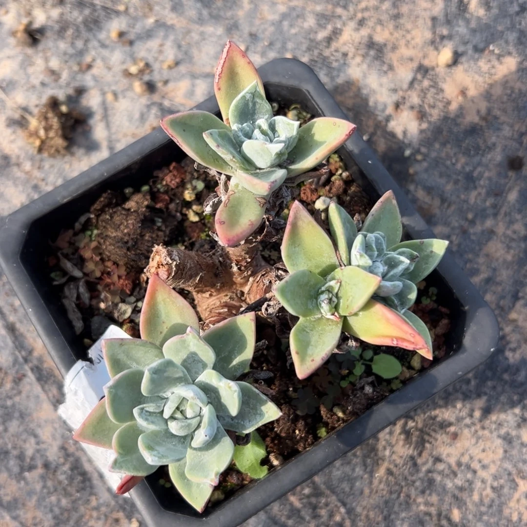 泡芙～一物一拍瑕疵654