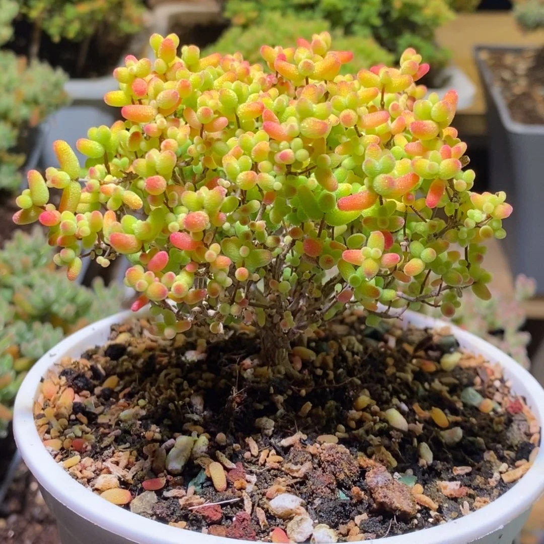 蜜桔枝干番杏302