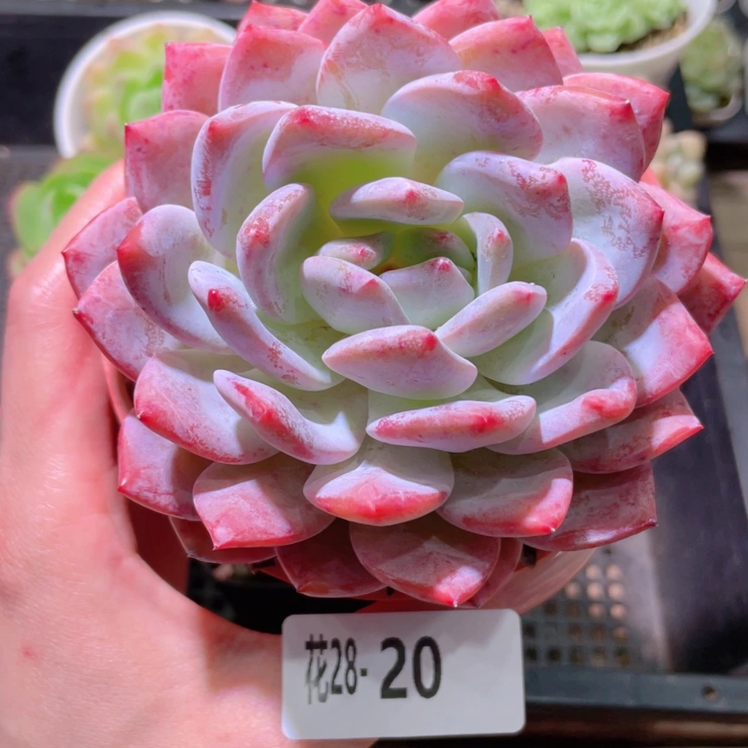 花利美28-20橙梦露