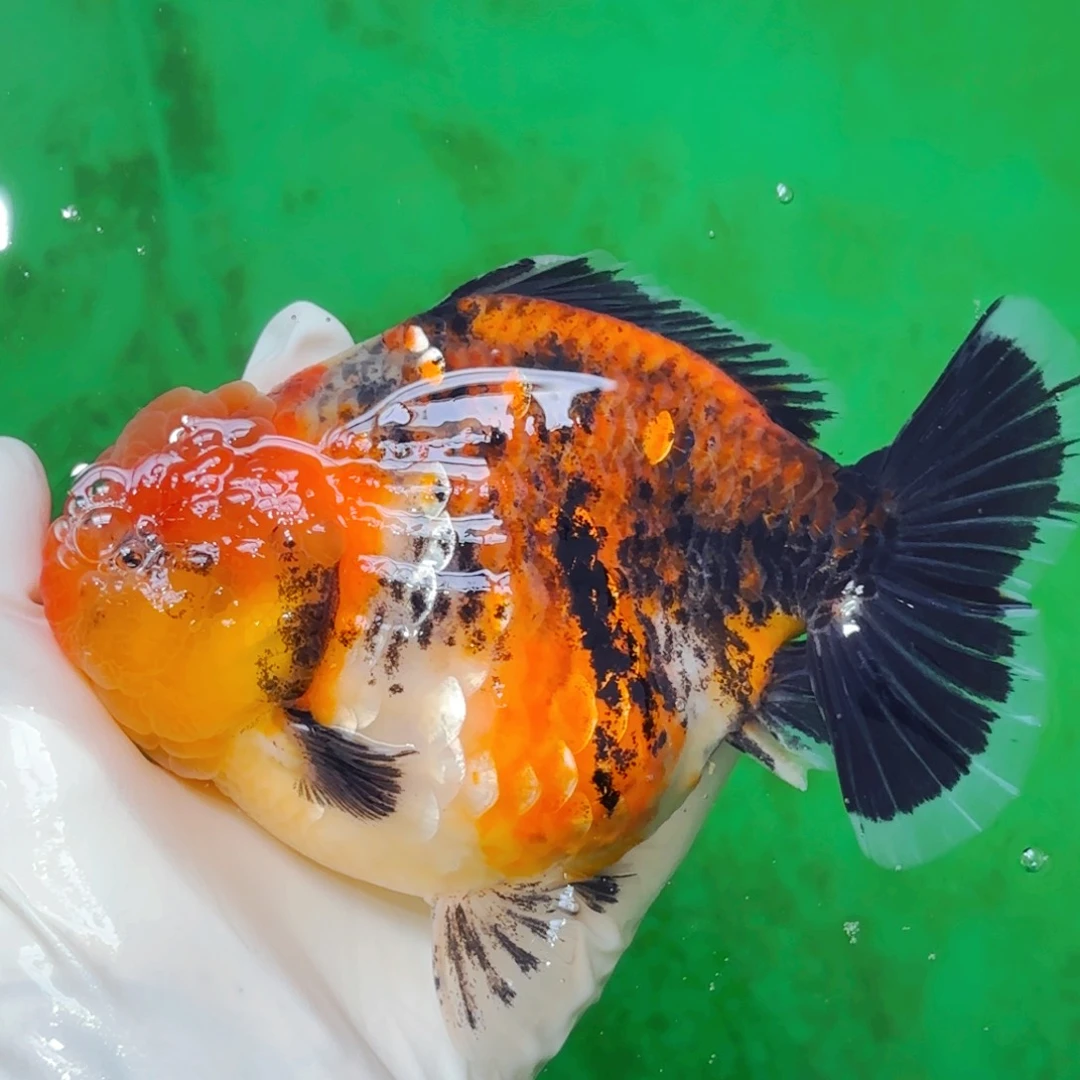 海水鱼五花麒麟18公分