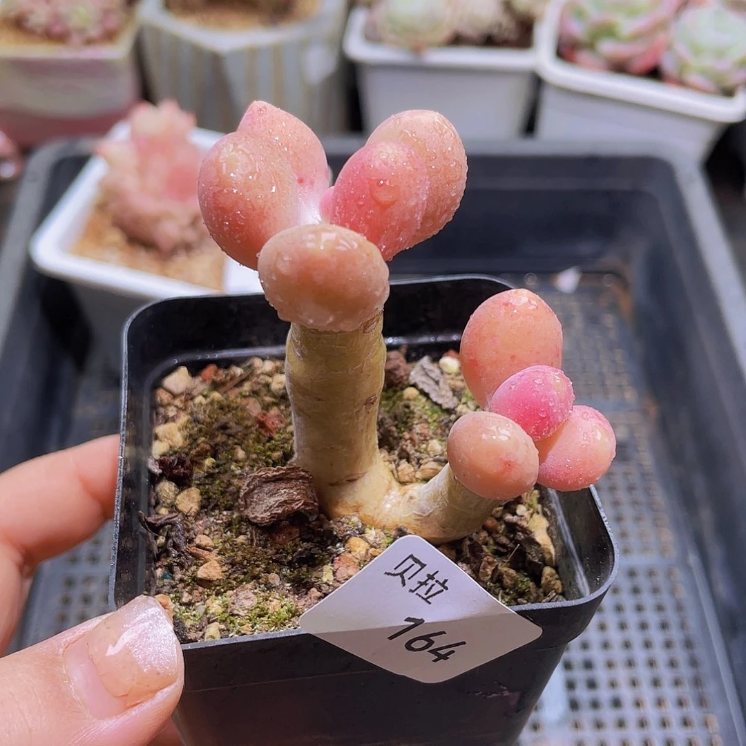 164 精品多肉一物一拍