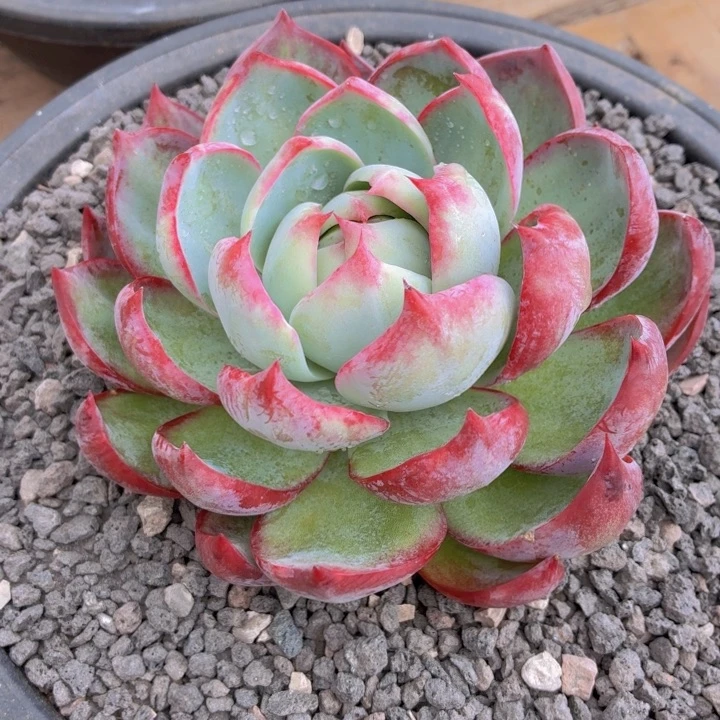 惊鸿仙子一物一拍