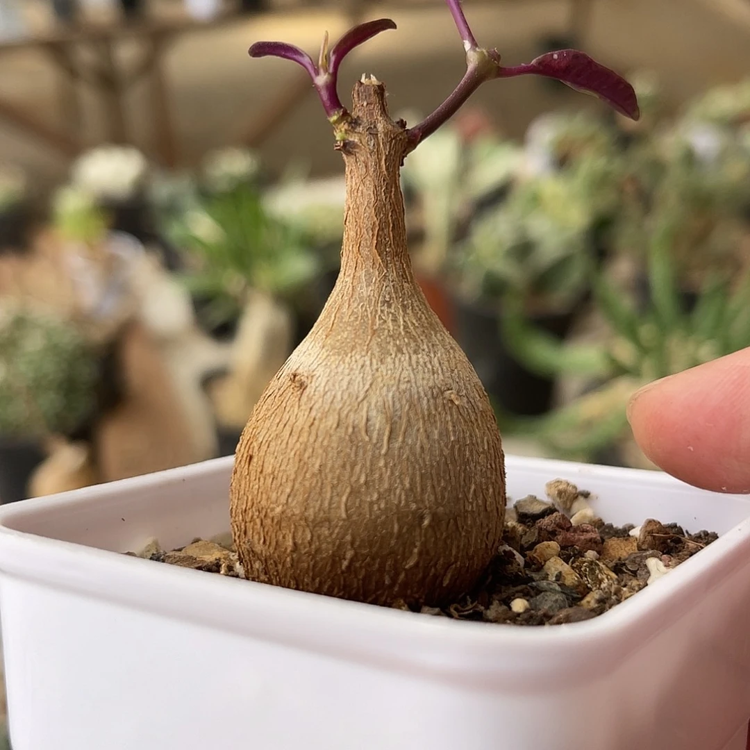 紫背萝藦一物一拍