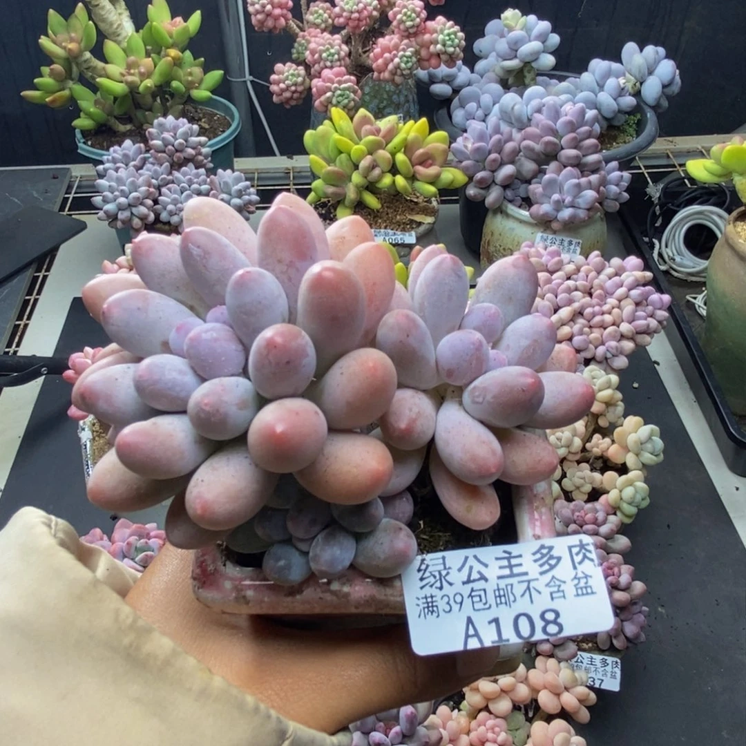 108丸叶汤圆多肉8c m