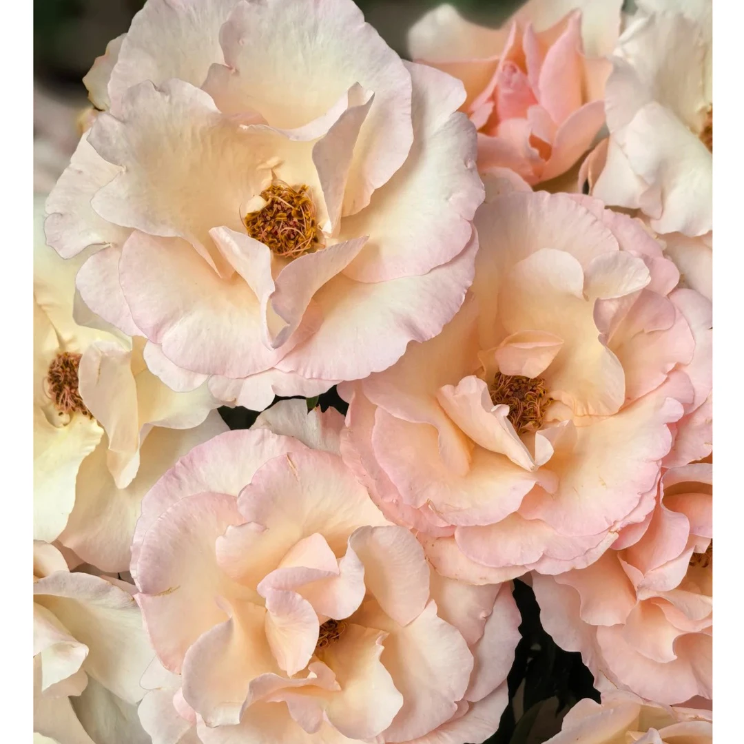 七叶花坊# 【太阳女神】多头玫瑰 鲜花优选 顺丰直发