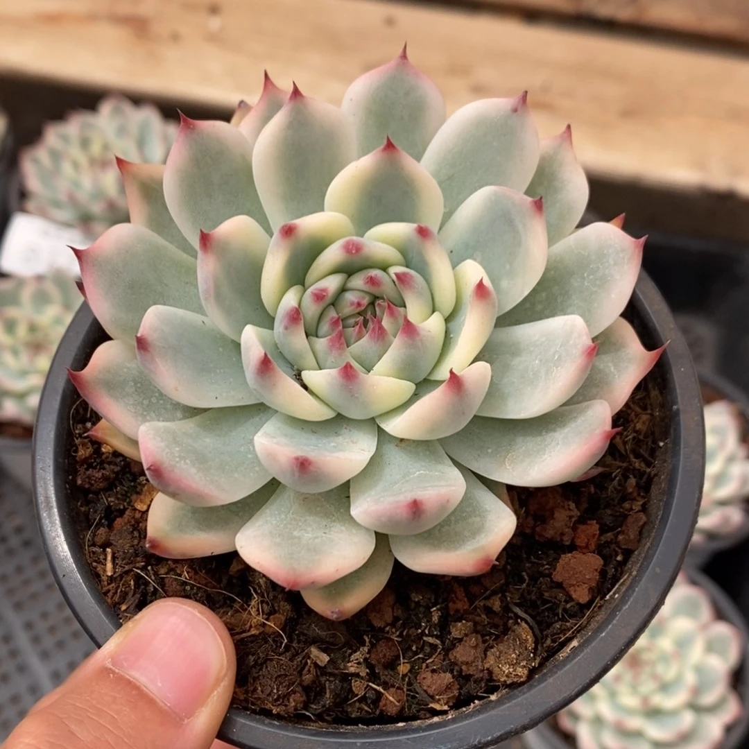 吉娃娃锦多肉植物8781