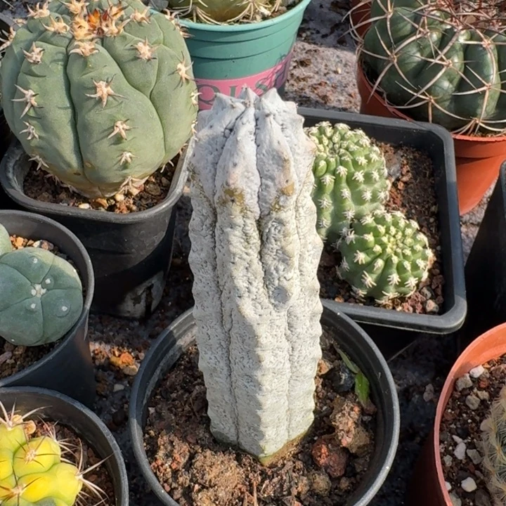 阿迪大戟自根仙人球