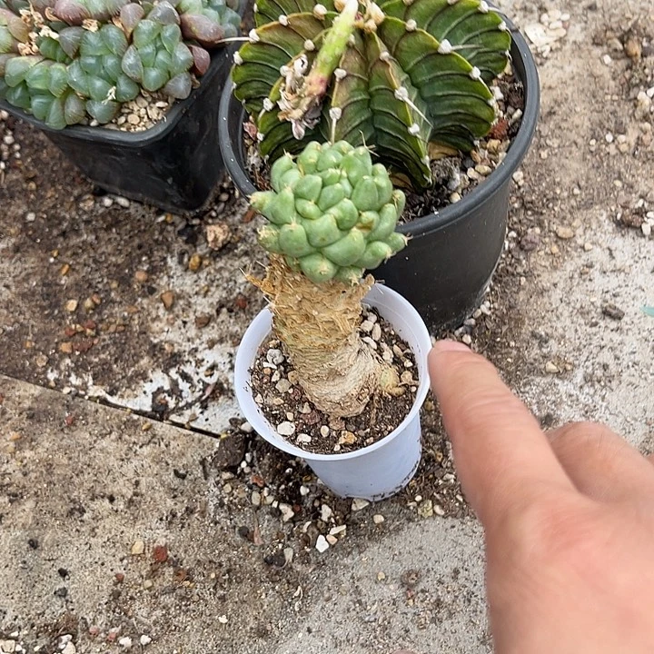 无花朵泰姬莲老桩