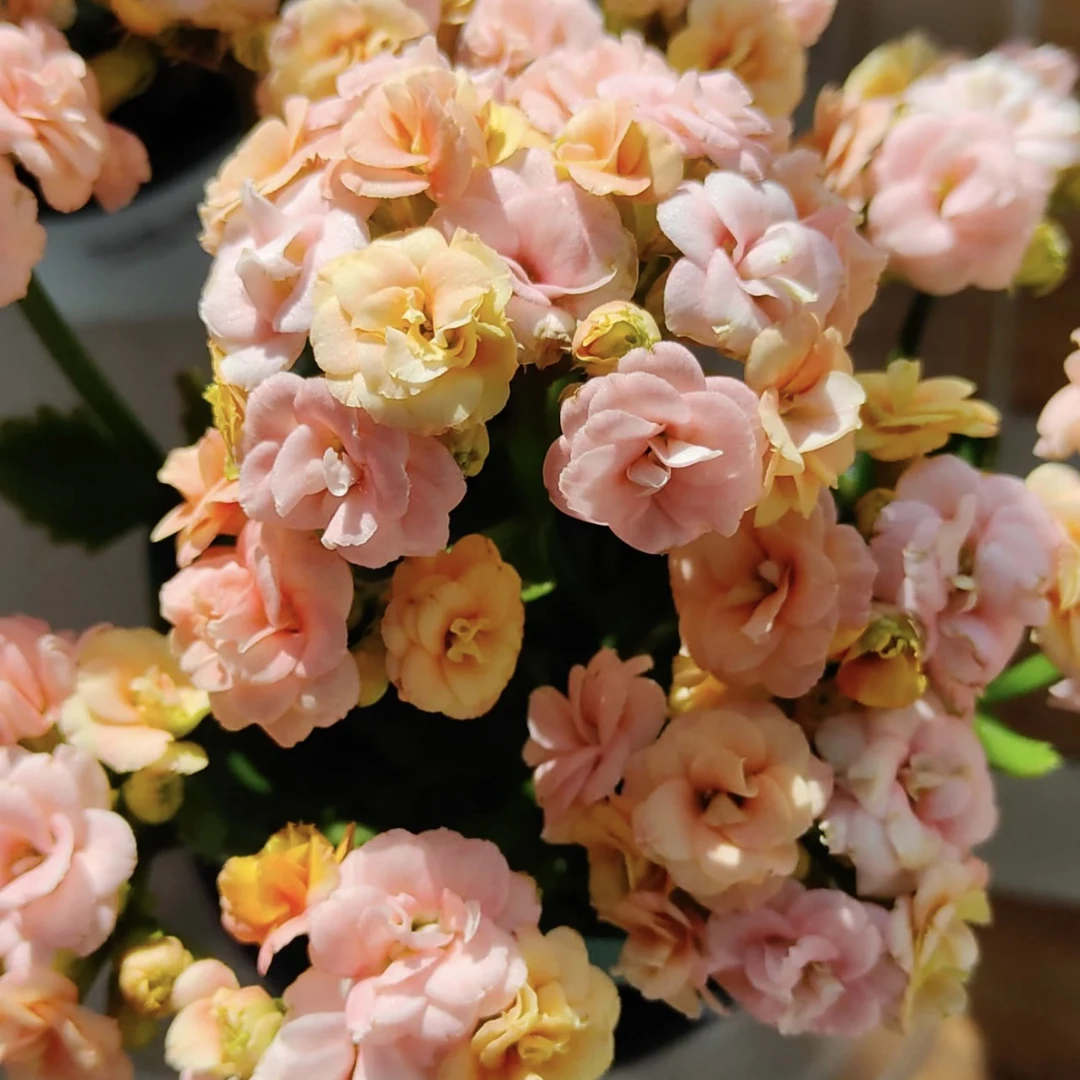 新品测试花鸢渐变色110盆