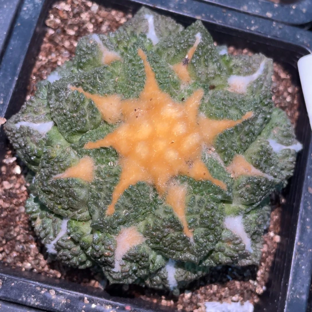 全部花朵自根金毛龟甲连山牡丹