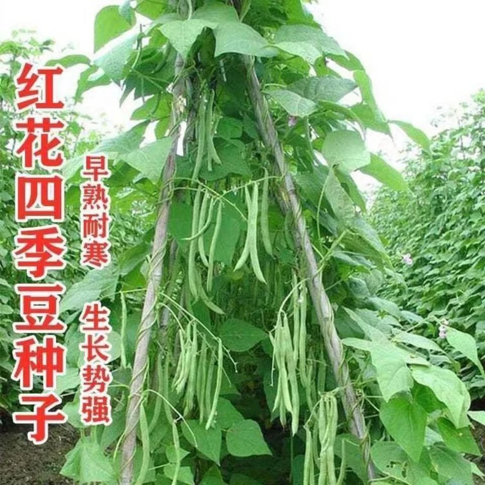 红花四季豆种子高产爬藤架豆春秋四季豆芸豆种子四季易种蔬菜种子