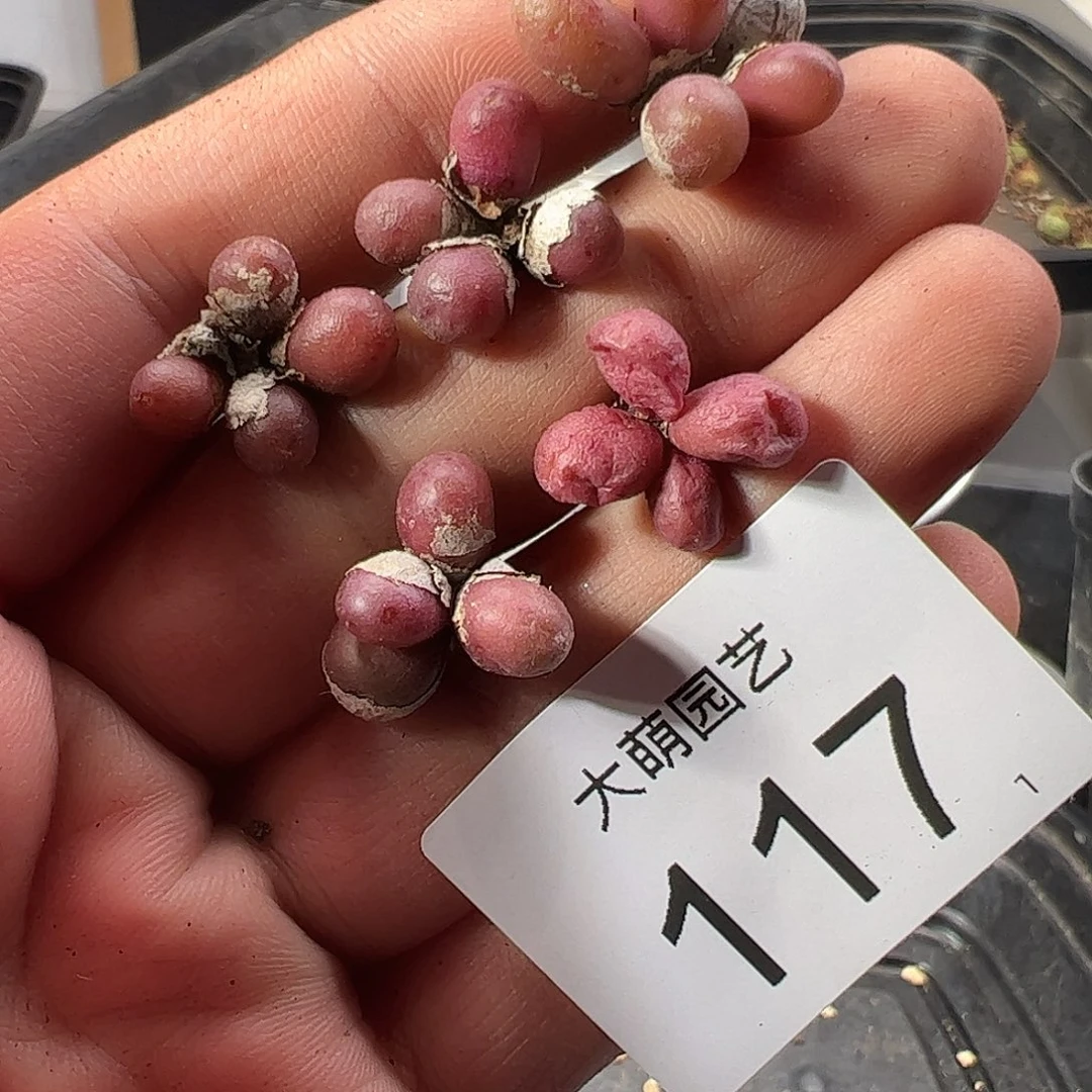 0000117量拍以下1颗