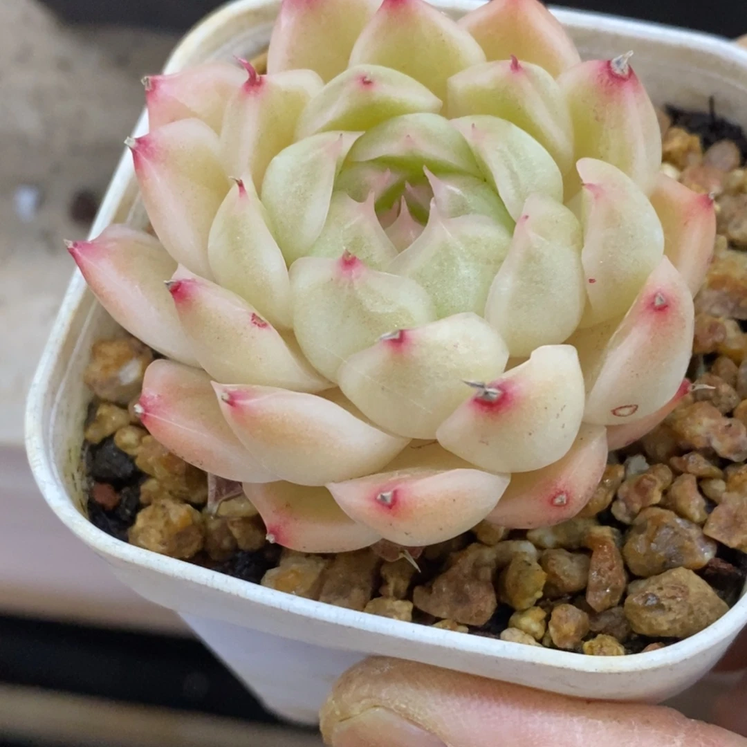 精品多肉一物一拍不包整43
