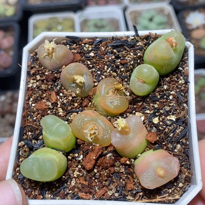 优选漂亮彩毛特价秒