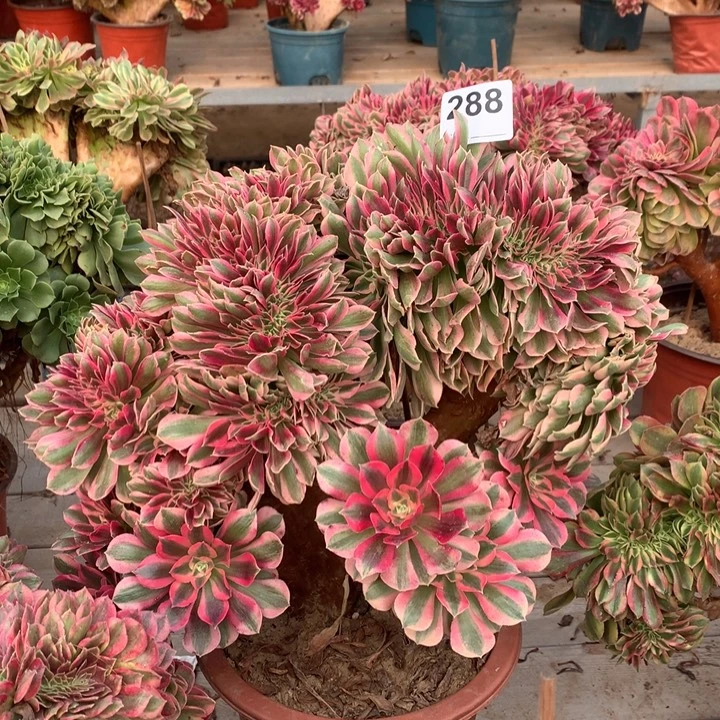 288粉女巫缀多肉法师