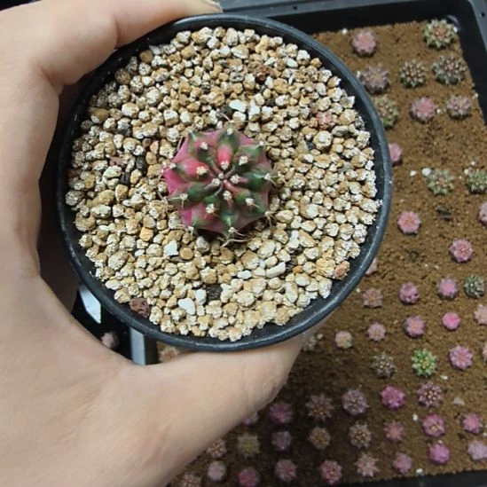 枫叶侧芽带盆土发货