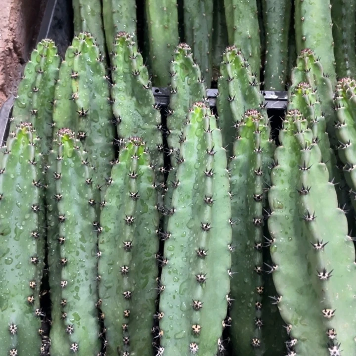 黑刺袖铺实生一代侧芽