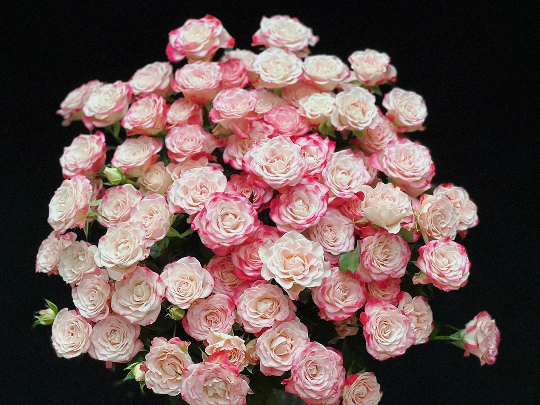 【折射泡泡多头玫瑰】云南昆明鲜花基地优质鲜切花