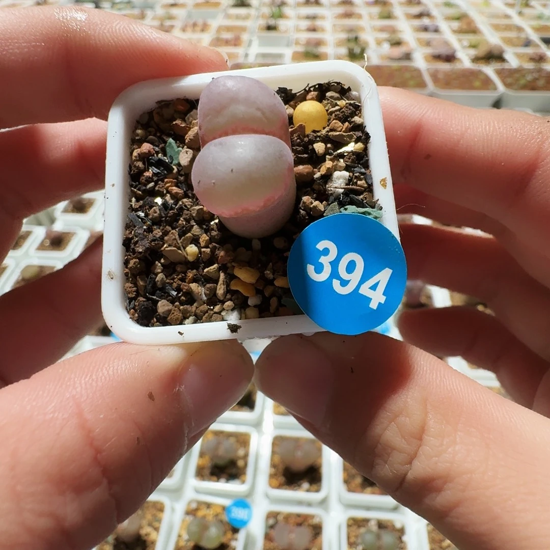 多肉植物福利风铃394